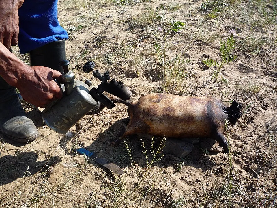 boodog, a dish from Mongolia